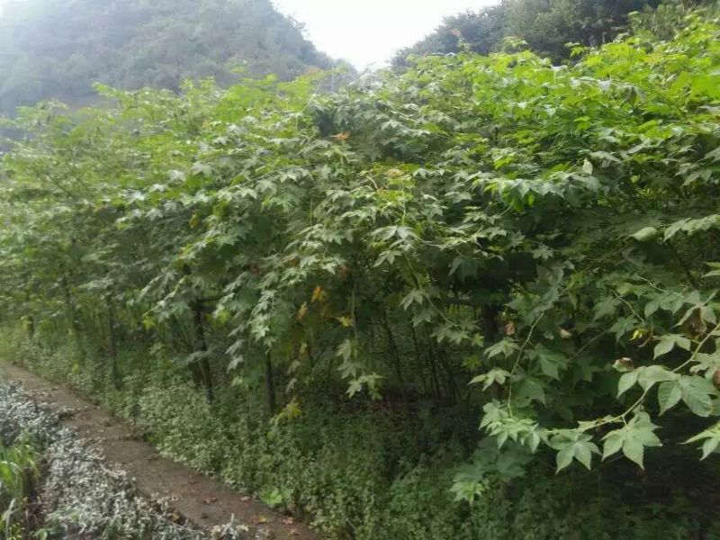 覆盆子甜茶苗掌叶覆盆子苗野草莓苗树莓苗药材果子苗