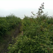 覆盆子甜茶苗掌叶覆盆子苗野草莓苗树莓苗药材果子苗