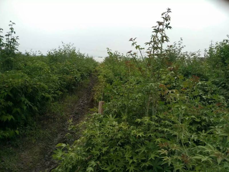 覆盆子甜茶苗掌叶覆盆子苗野草莓苗树莓苗药材果子苗