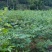 覆盆子甜茶苗掌叶覆盆子苗野草莓苗树莓苗药材果子苗