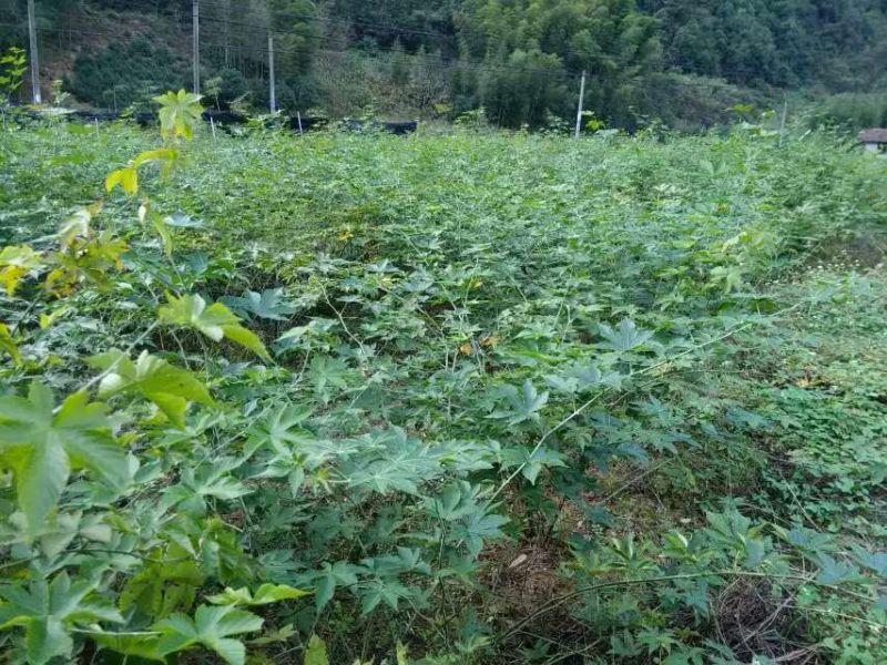 覆盆子甜茶苗掌叶覆盆子苗野草莓苗树莓苗药材果子苗