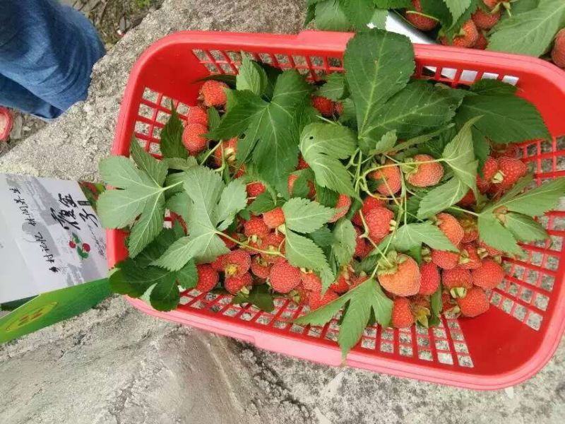 覆盆子甜茶苗掌叶覆盆子苗野草莓苗树莓苗药材果子苗