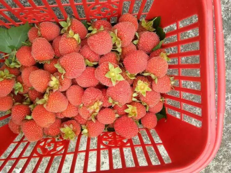 覆盆子甜茶苗掌叶覆盆子苗野草莓苗树莓苗药材果子苗