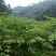 覆盆子甜茶苗掌叶覆盆子苗野草莓苗树莓苗药材果子苗