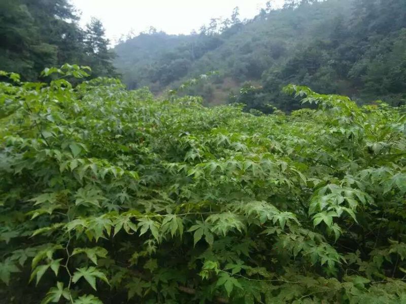 覆盆子甜茶苗掌叶覆盆子苗野草莓苗树莓苗药材果子苗