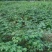 覆盆子甜茶苗掌叶覆盆子苗野草莓苗树莓苗药材果子苗