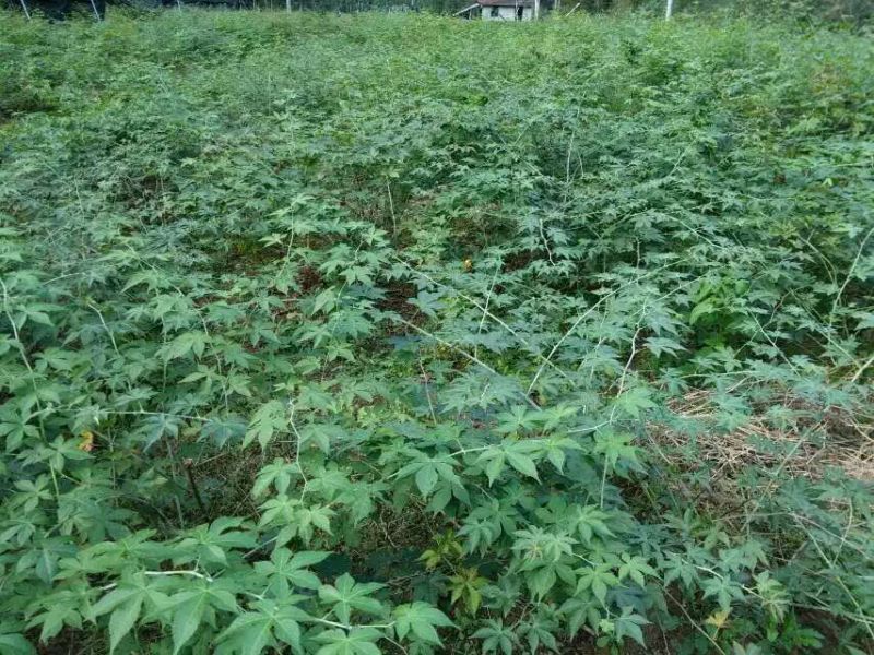 覆盆子甜茶苗掌叶覆盆子苗野草莓苗树莓苗药材果子苗