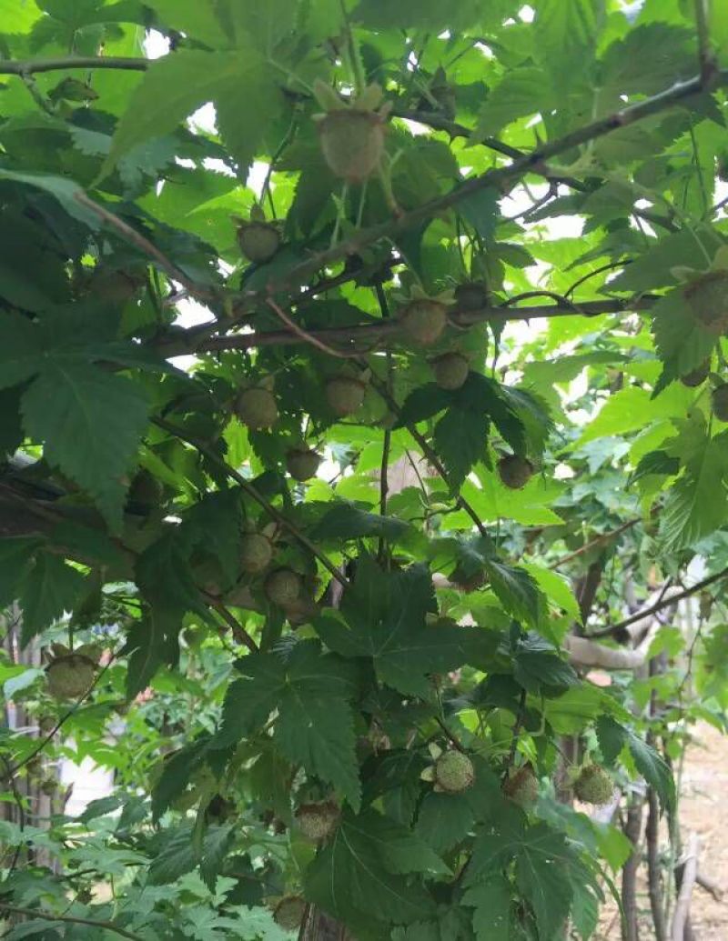 覆盆子甜茶苗掌叶覆盆子苗野草莓苗树莓苗药材果子苗