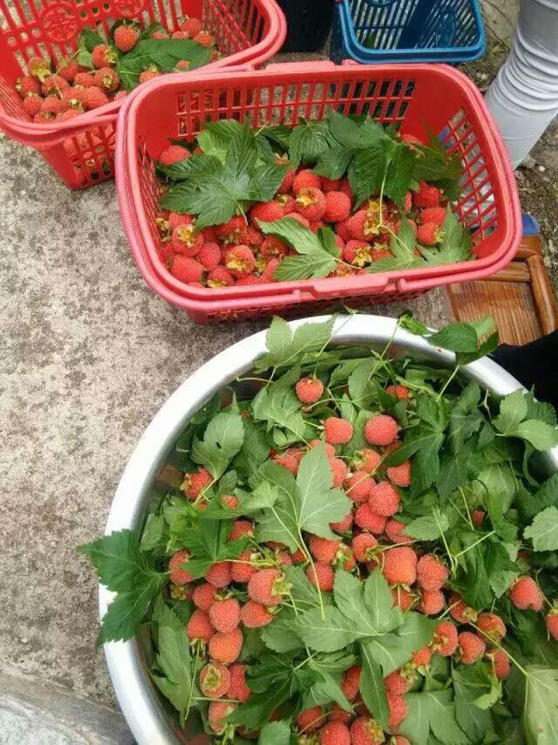 覆盆子甜茶苗掌叶覆盆子苗野草莓苗树莓苗药材果子苗