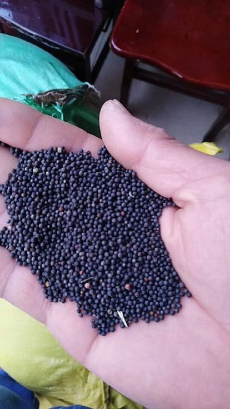 油菜籽1级