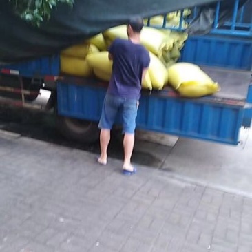 油菜籽1级