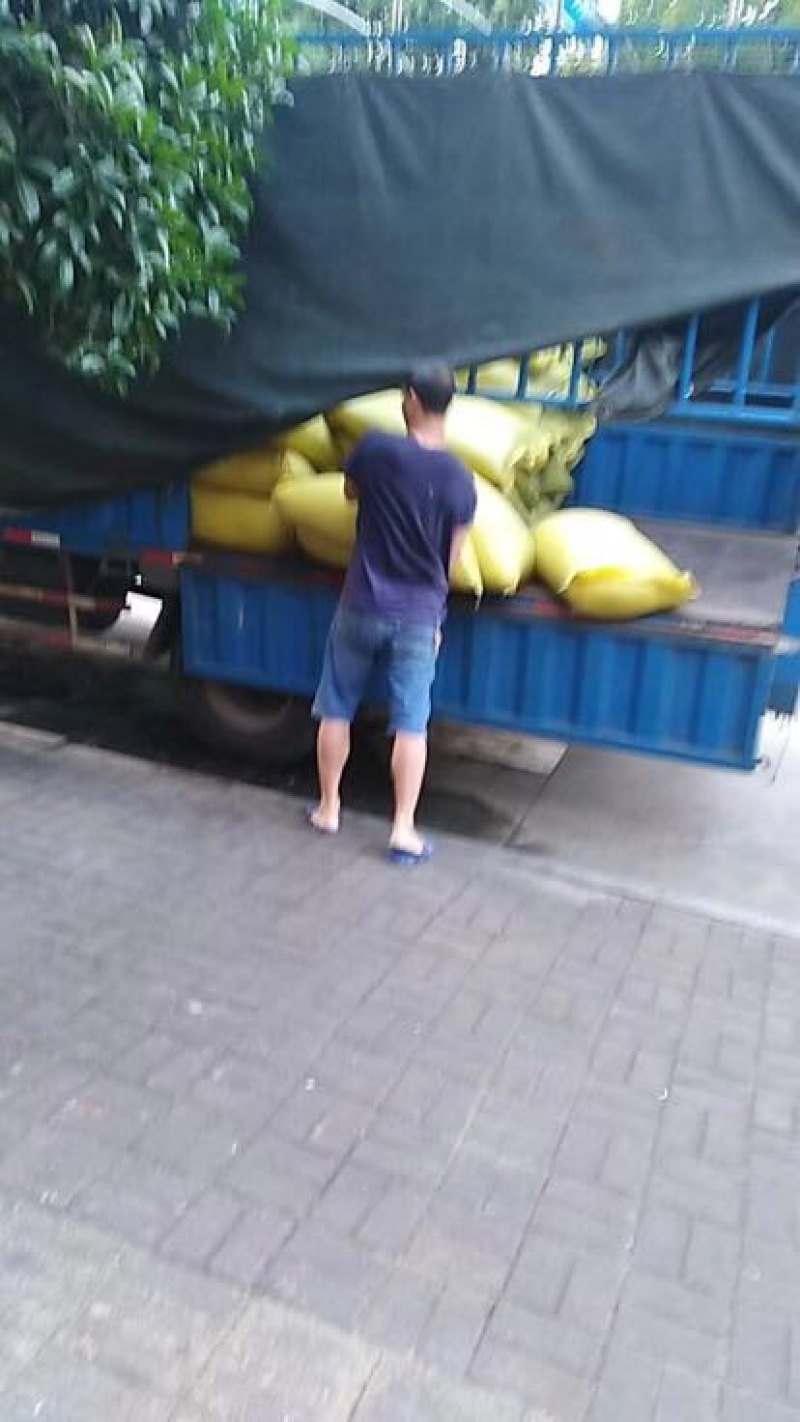 油菜籽1级