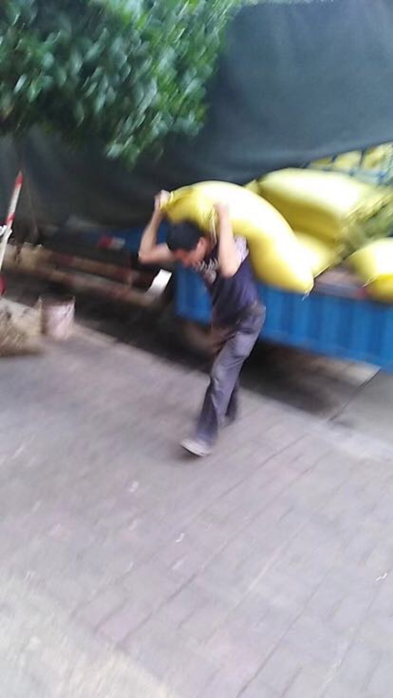 油菜籽1级