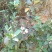土蜂蜜2斤