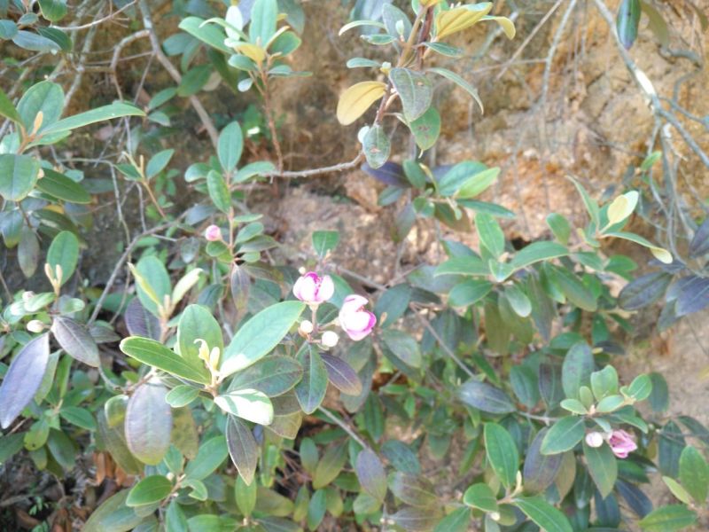 土蜂蜜2斤