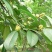 土蜂蜜2斤