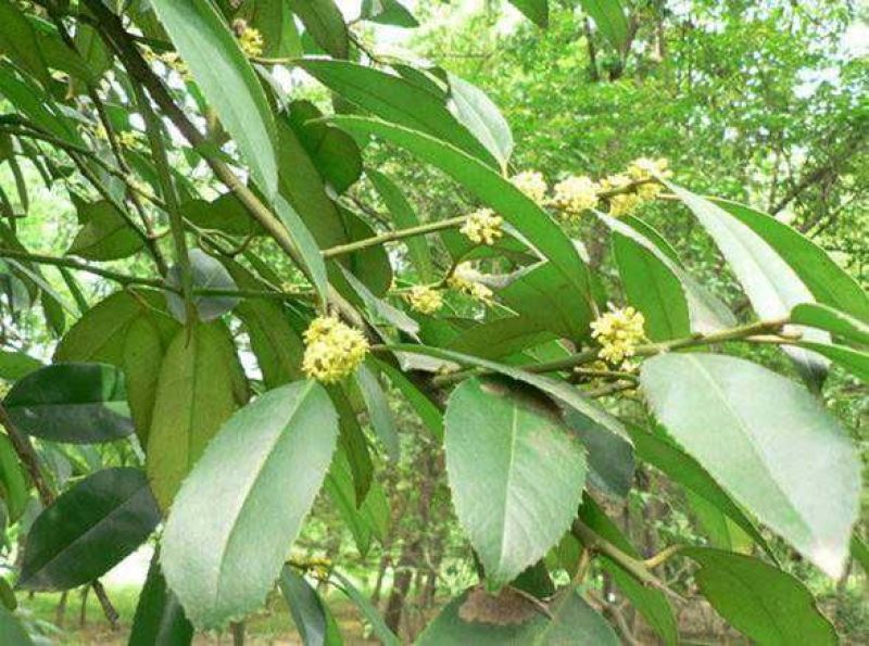 土蜂蜜2斤