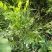 土蜂蜜2斤