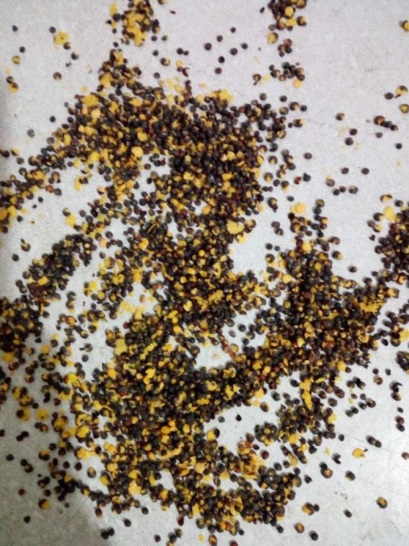 油菜籽过风筛过比重去杂后的净菜籽江苏本地