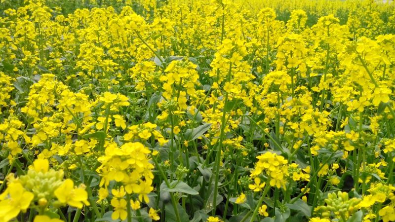 油菜籽过风筛过比重去杂后的净菜籽江苏本地