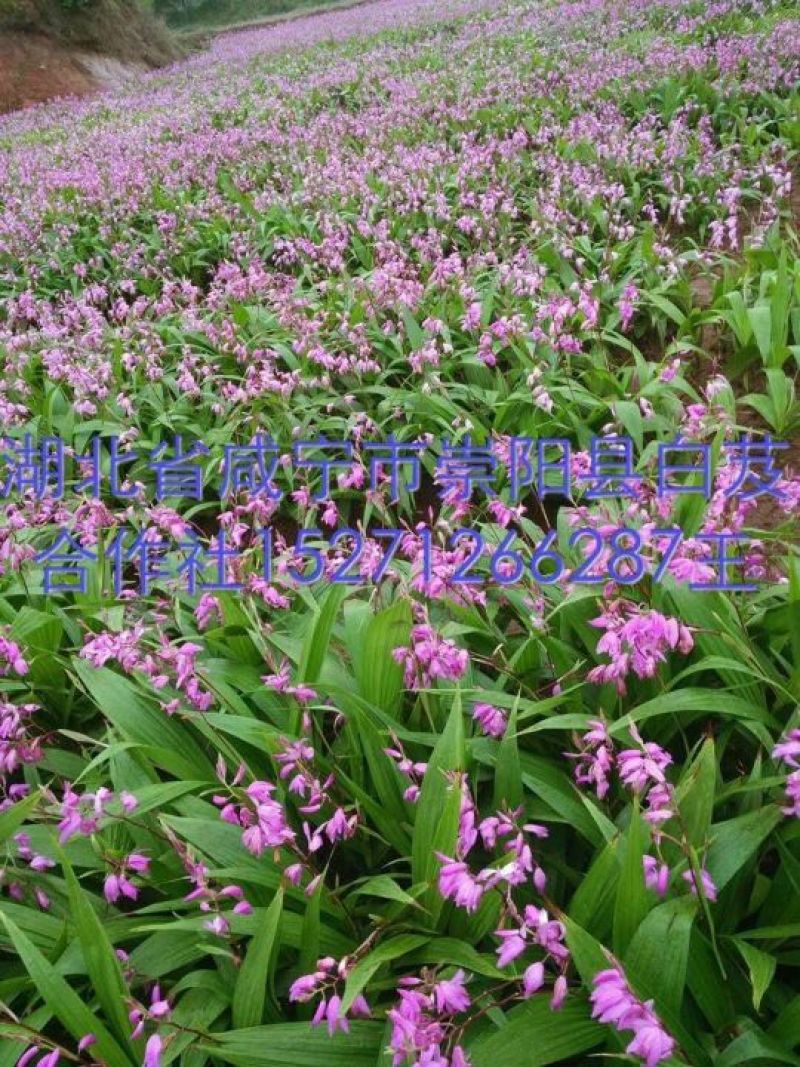 各规格白芨苗
