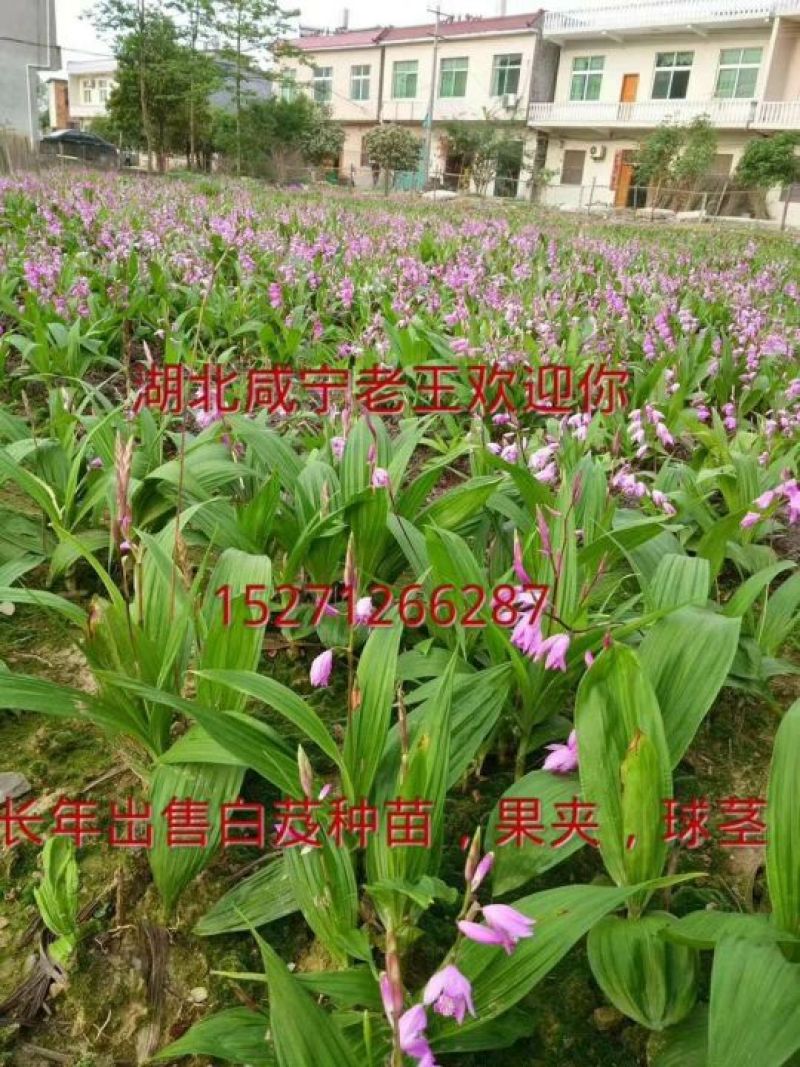各规格白芨苗