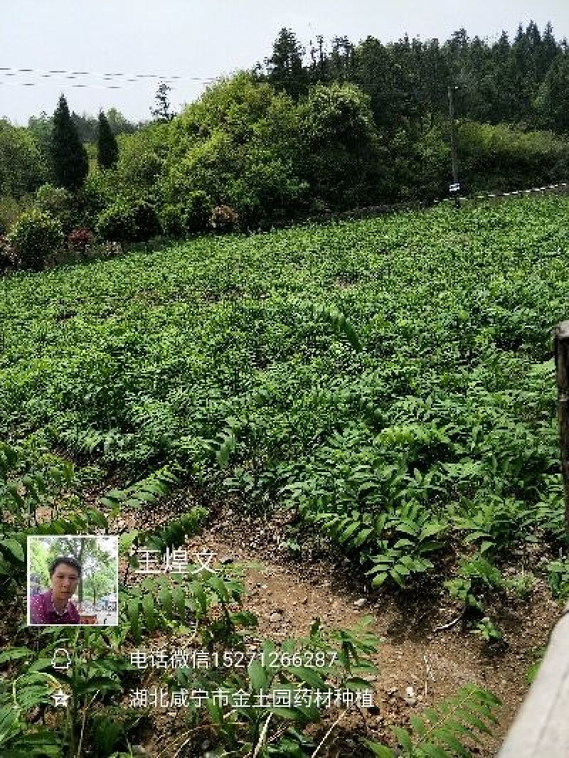 各规格白芨苗