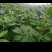 各规格白芨苗