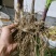各规格白芨苗