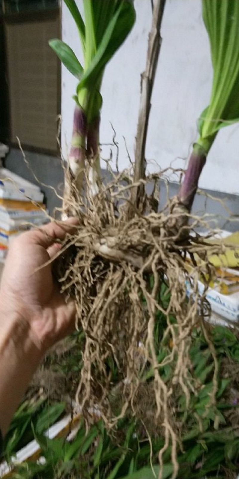 各规格白芨苗