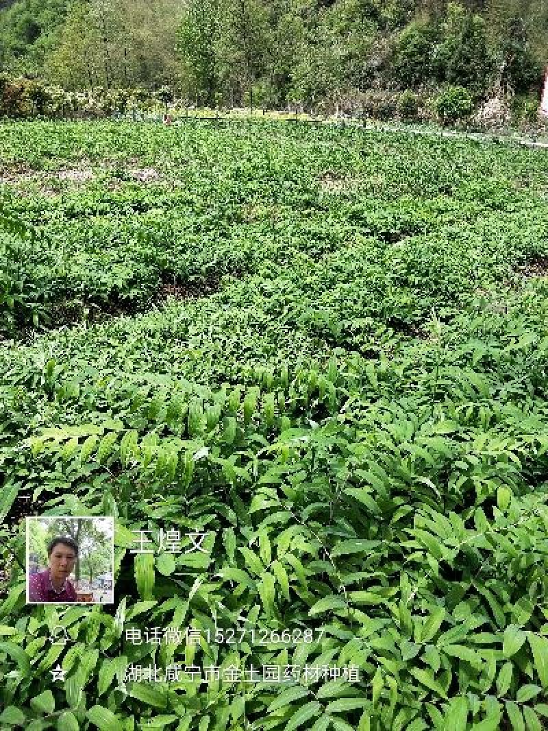 各规格白芨苗