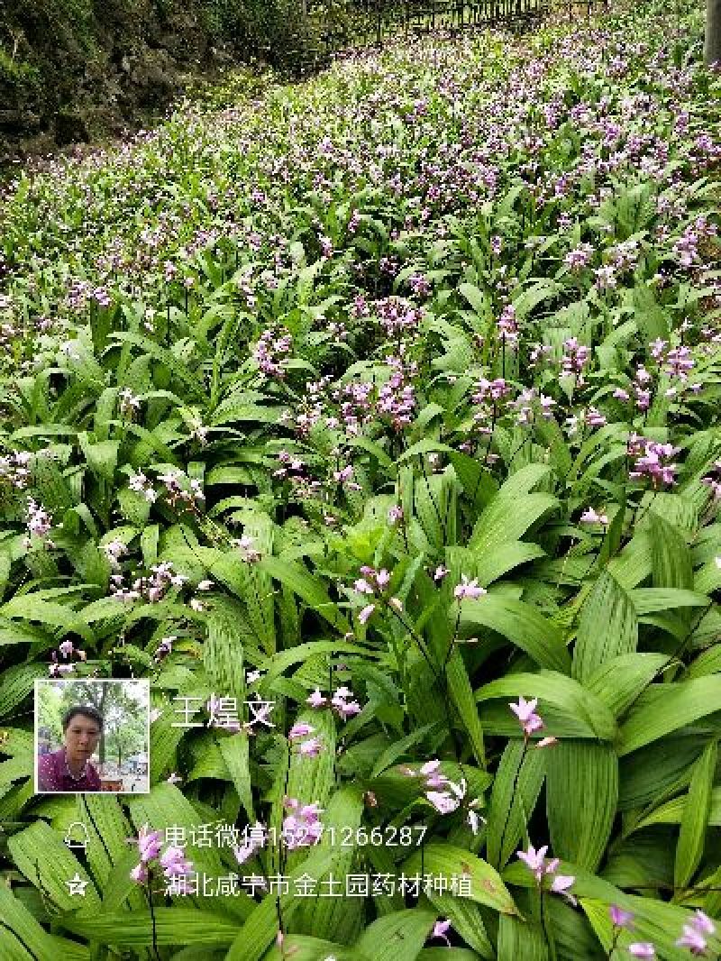 各规格白芨苗