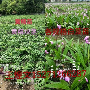 各规格白芨苗