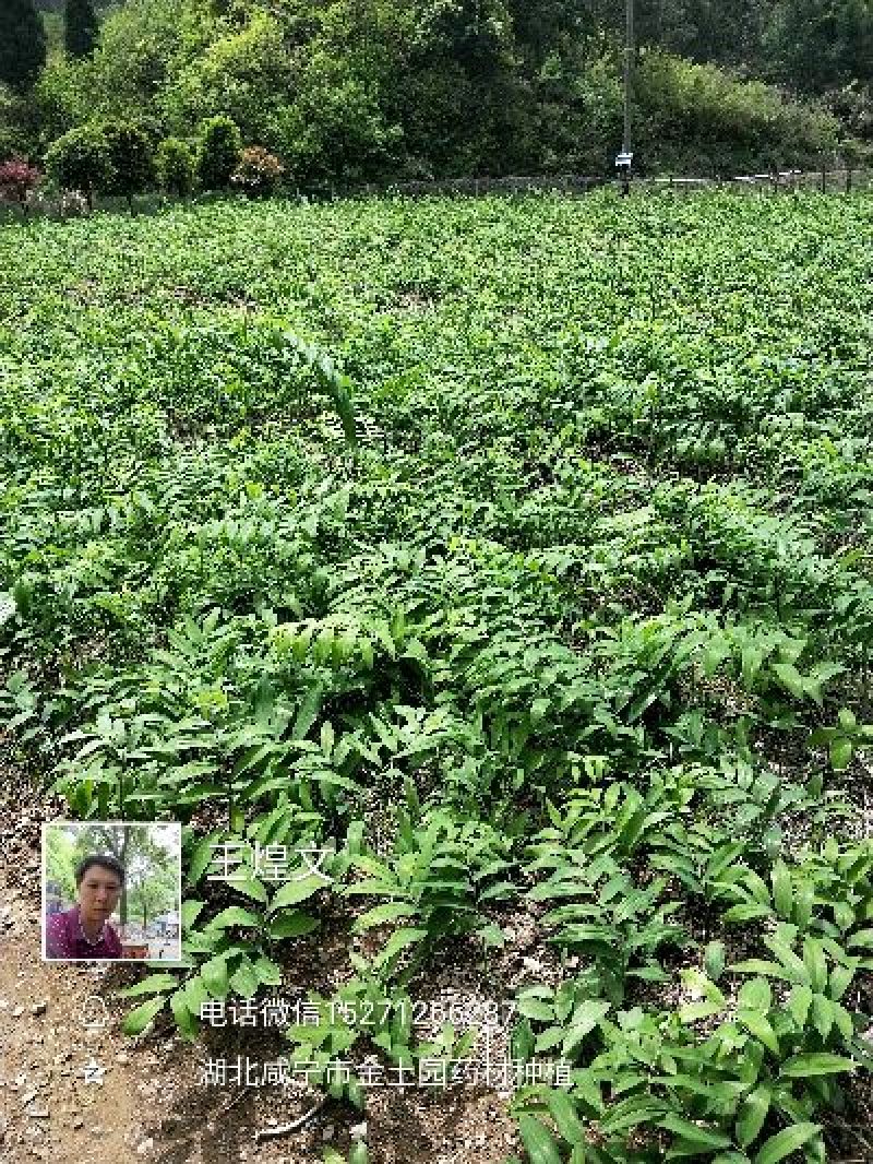 各规格白芨苗