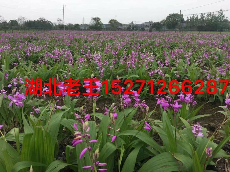 各规格白芨苗