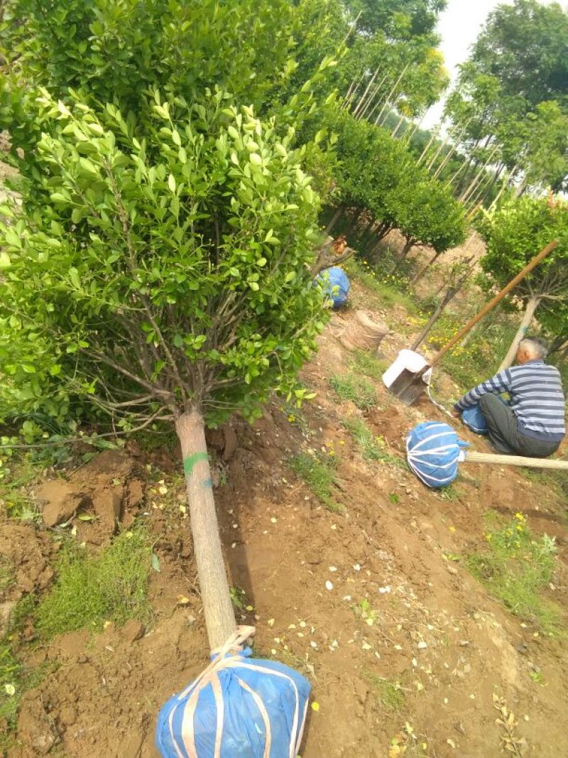 沧县吊庄村苗本基地大量出售卫矛