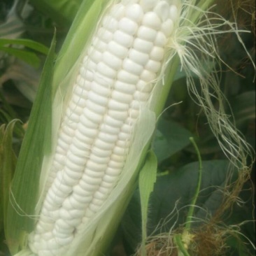 玉米玉米棒