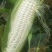玉米玉米棒