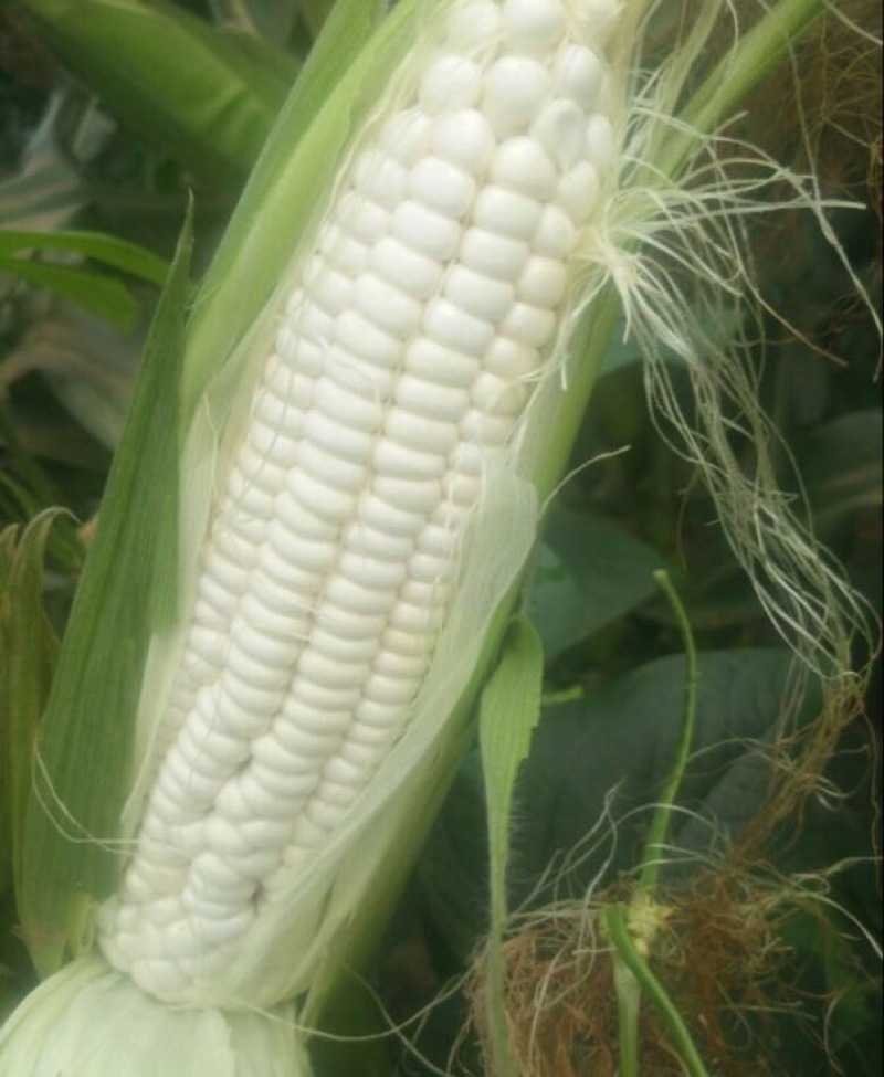 玉米玉米棒