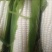 玉米玉米棒