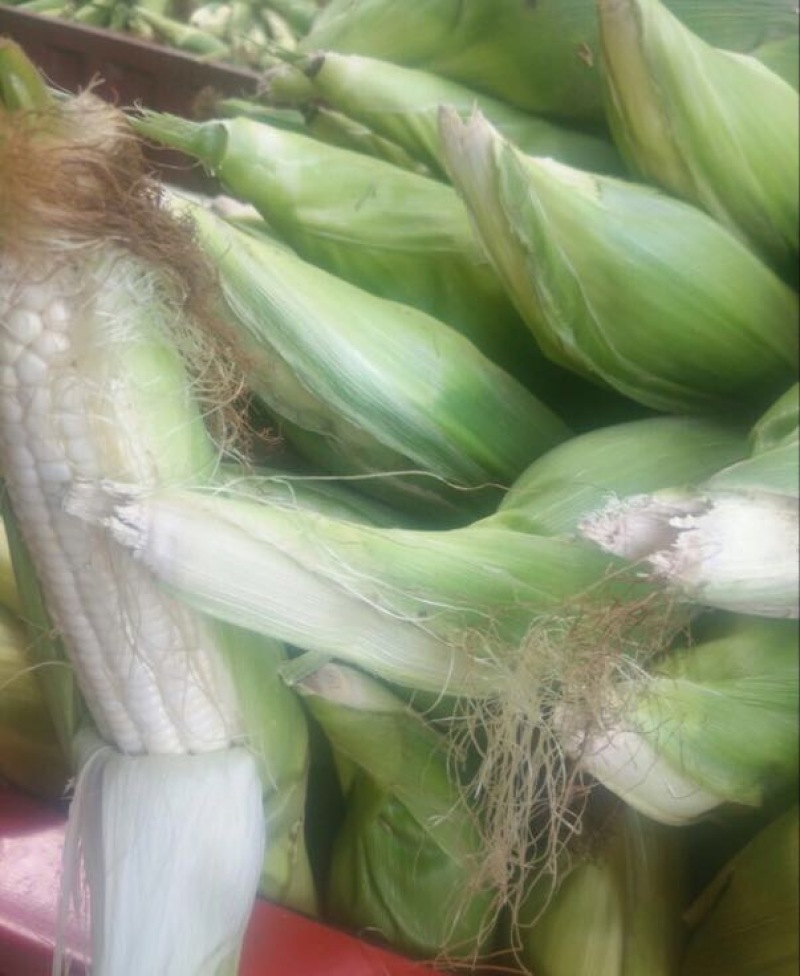 玉米玉米棒