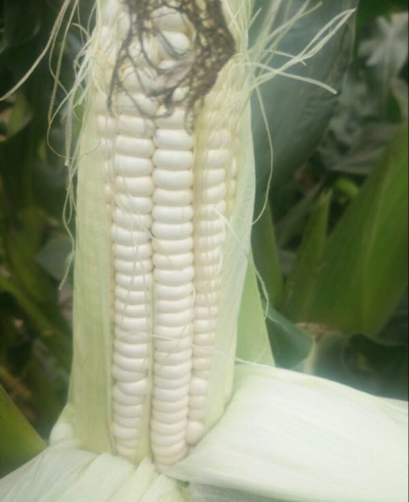 玉米玉米棒