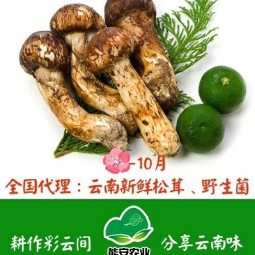 云南鸡枞菌干货,顺丰空运包邮,电商微商,可代发货