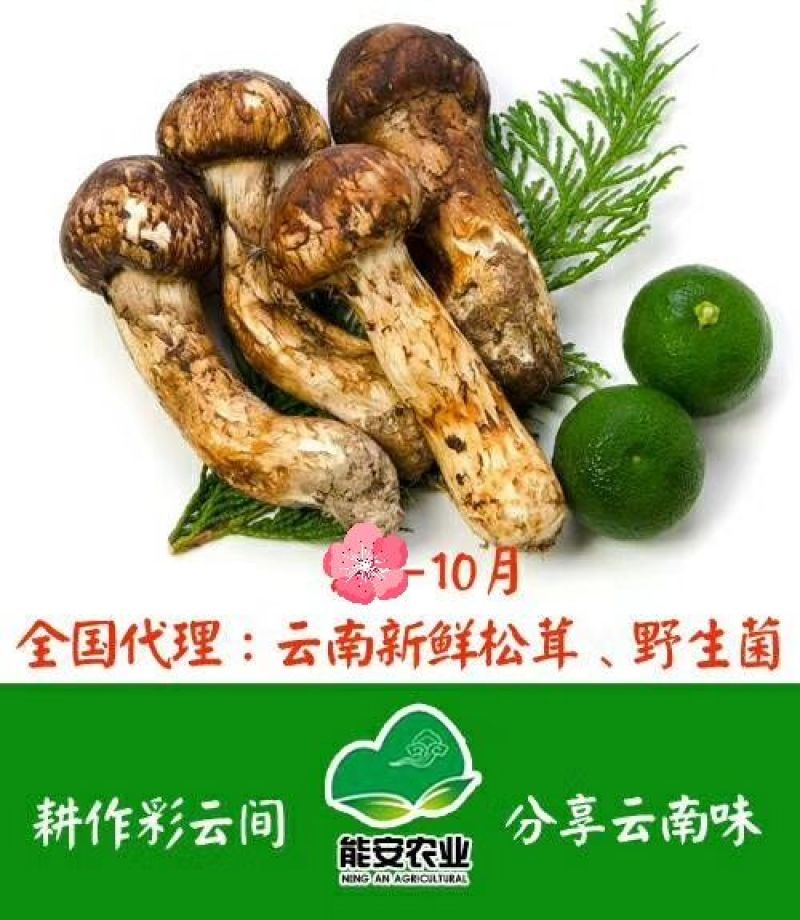 云南鸡枞菌干货，顺丰空运包邮，电商微商，可代发货