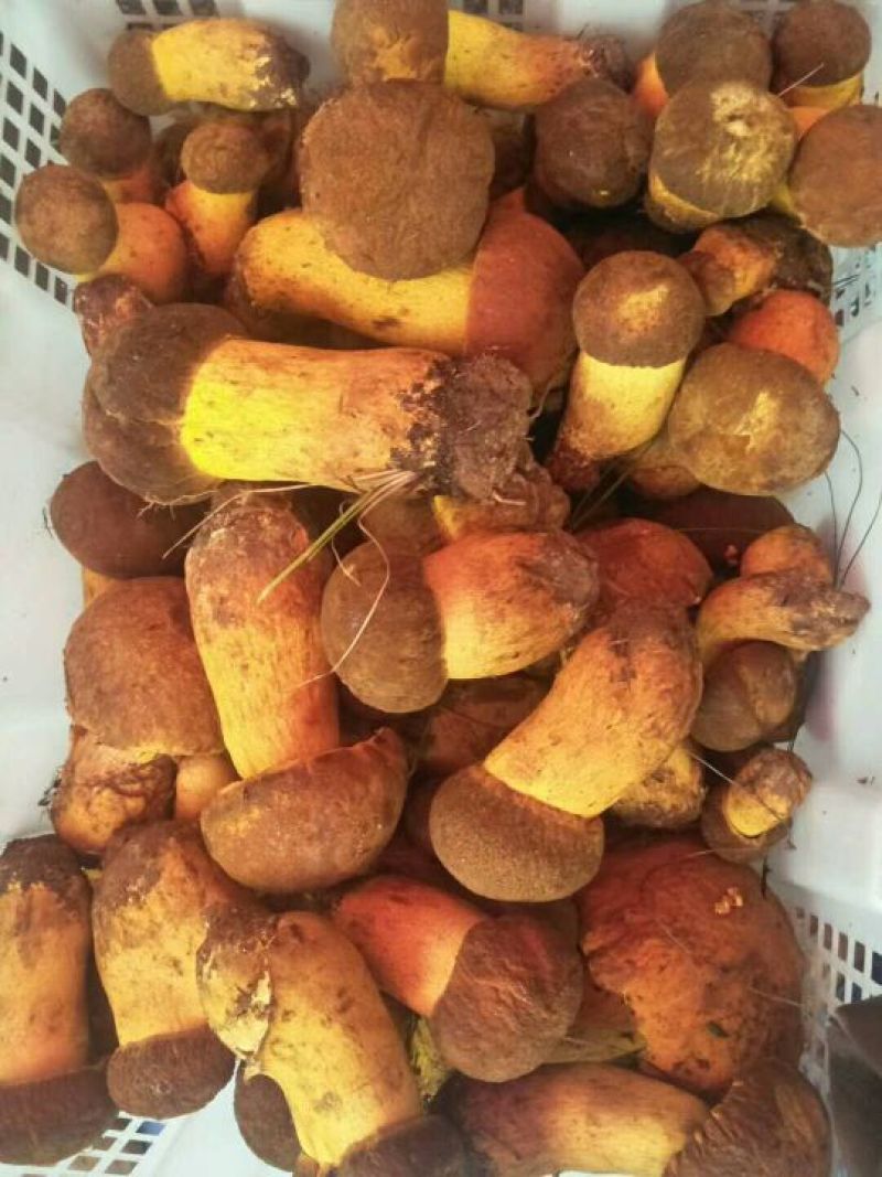 云南鸡枞菌干货，顺丰空运包邮，电商微商，可代发货