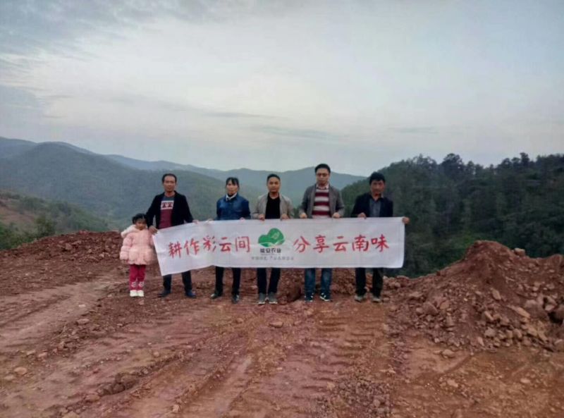 云南鸡枞菌干货，顺丰空运包邮，电商微商，可代发货