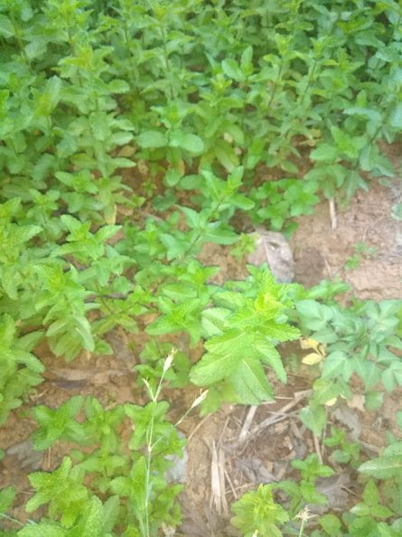 薄荷，高山黄杨，冬青