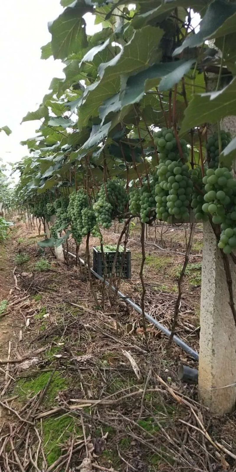 水晶葡萄