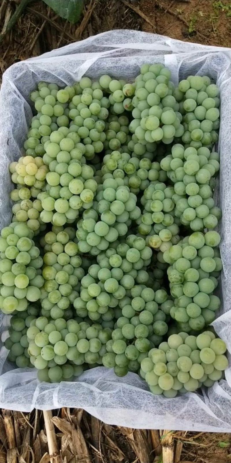 水晶葡萄