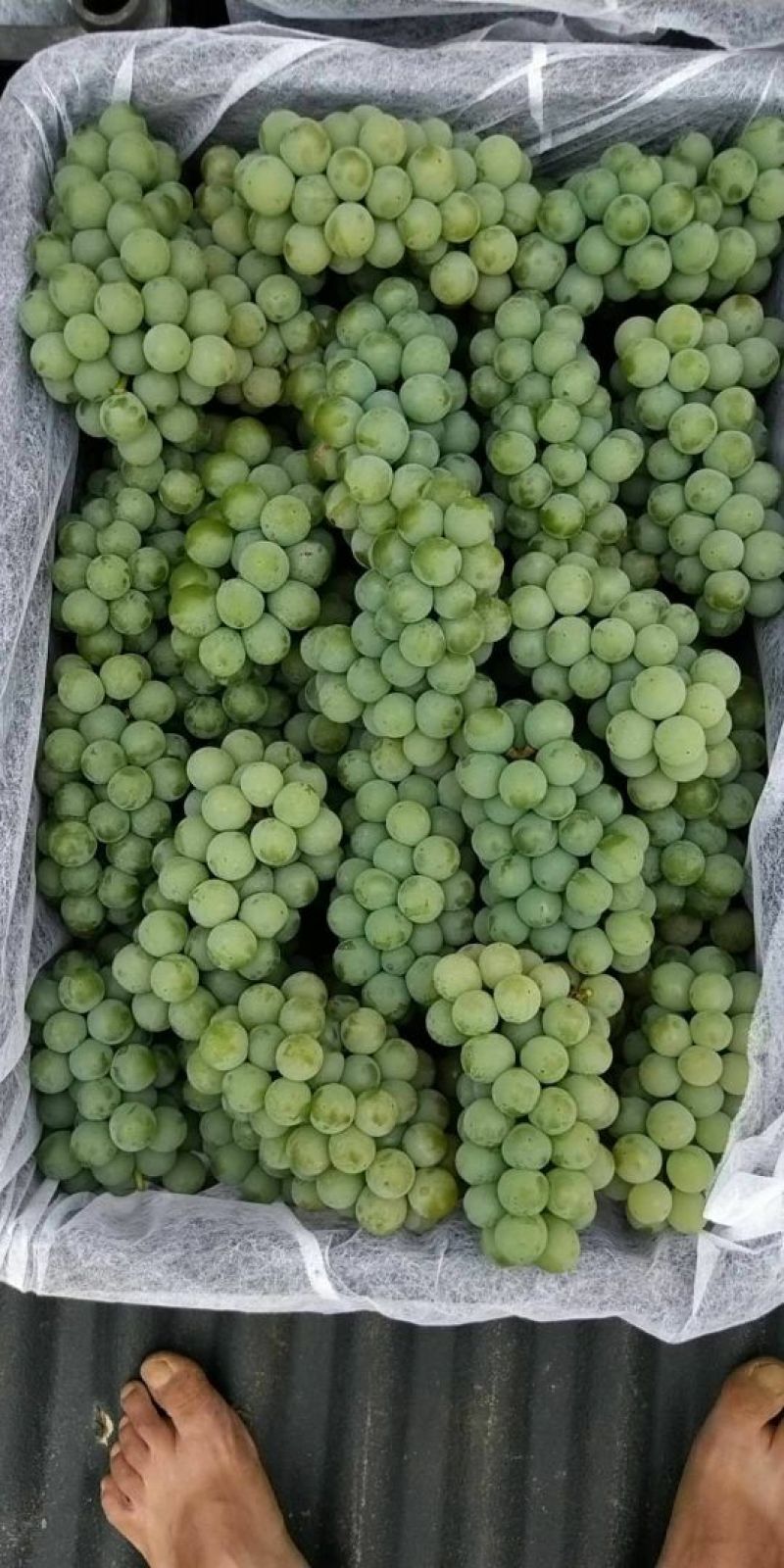水晶葡萄